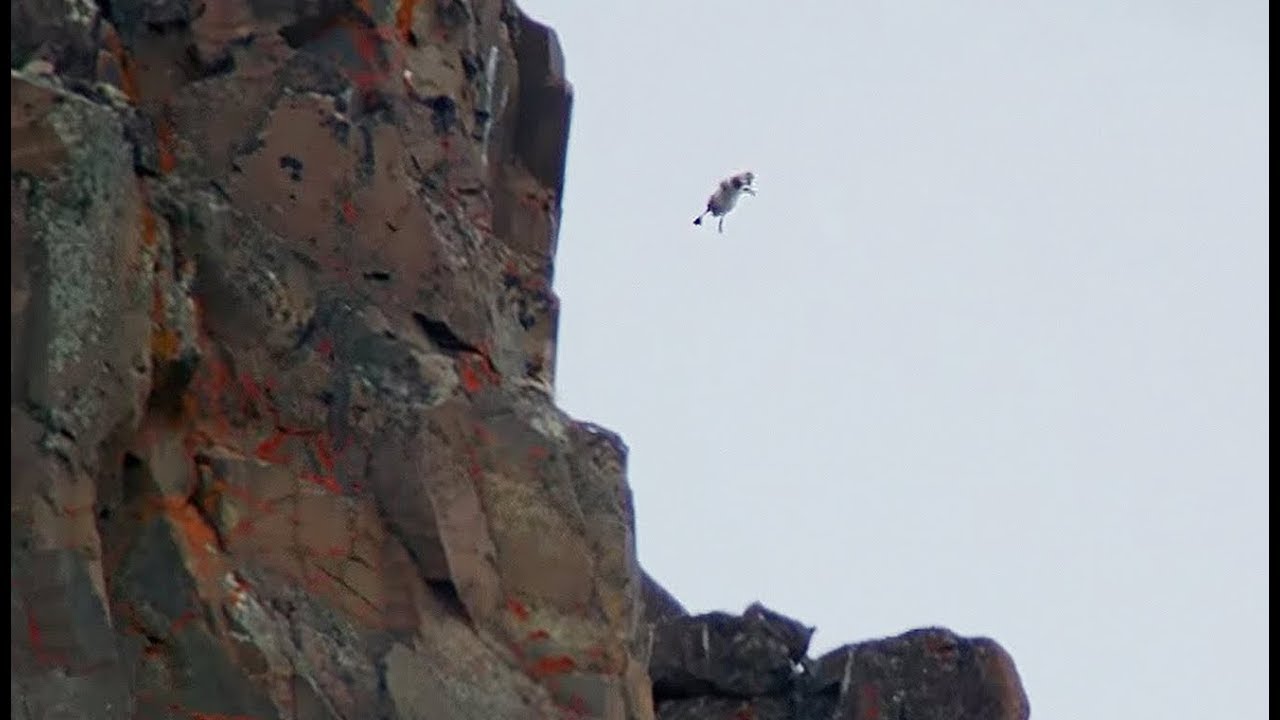 Un poussin saute d'une falaise volontairement ! - ZAPPING SAUVAGE