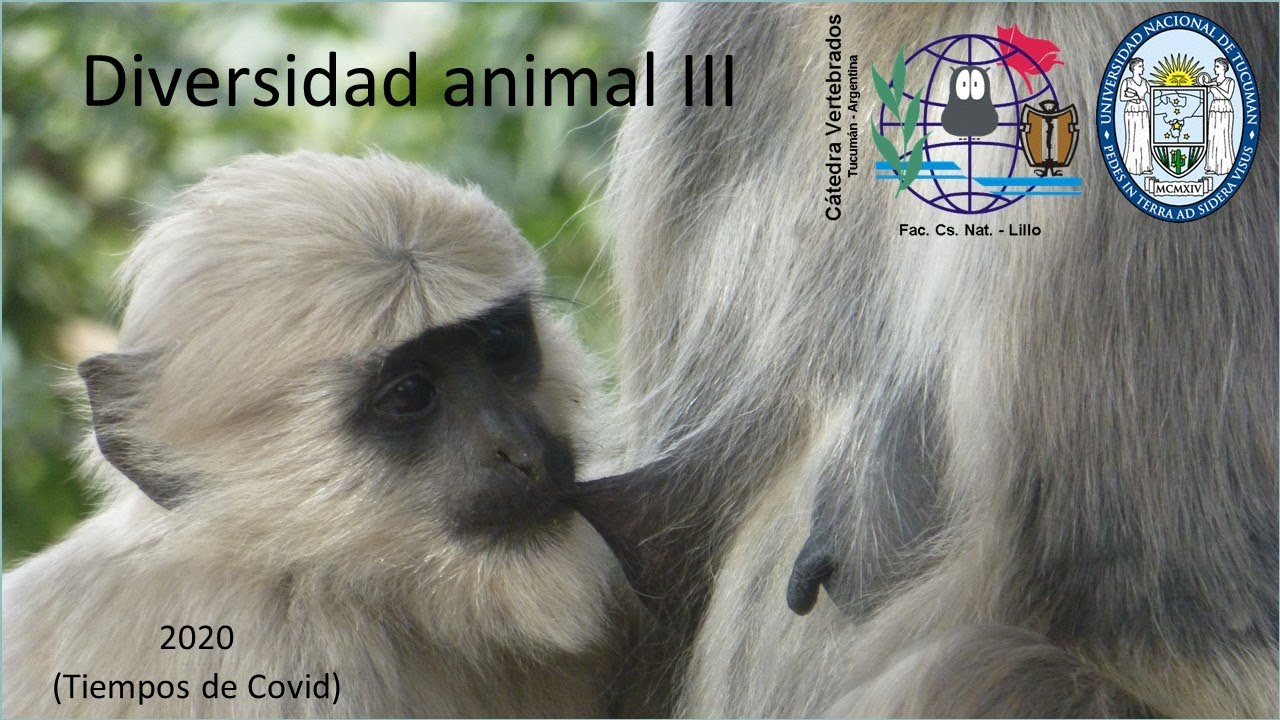 77   Mamiferos 1   Origen y generalidades