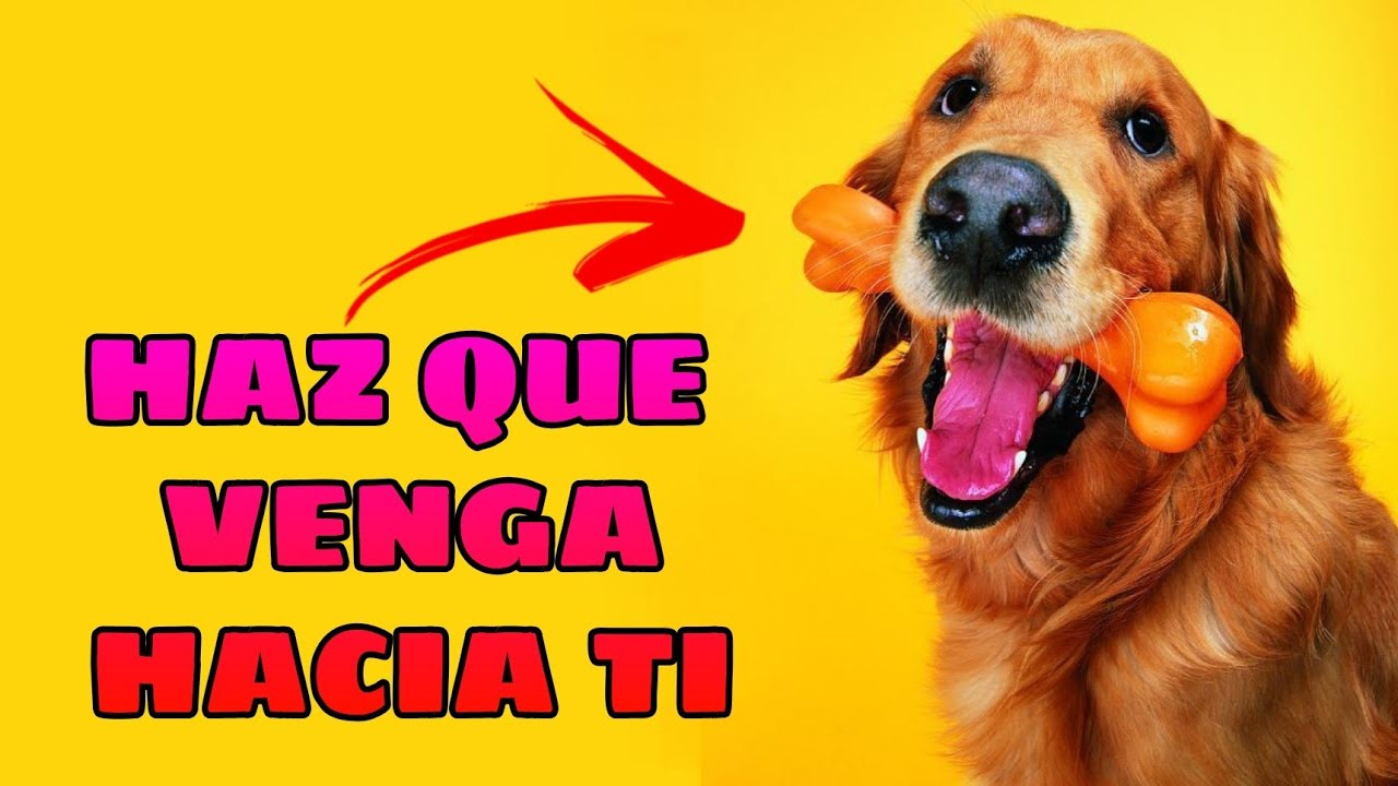 🔊 Sonidos para Llamar a tu Perro 🐶 Haz que tu Perro Venga [ASEGURADO]