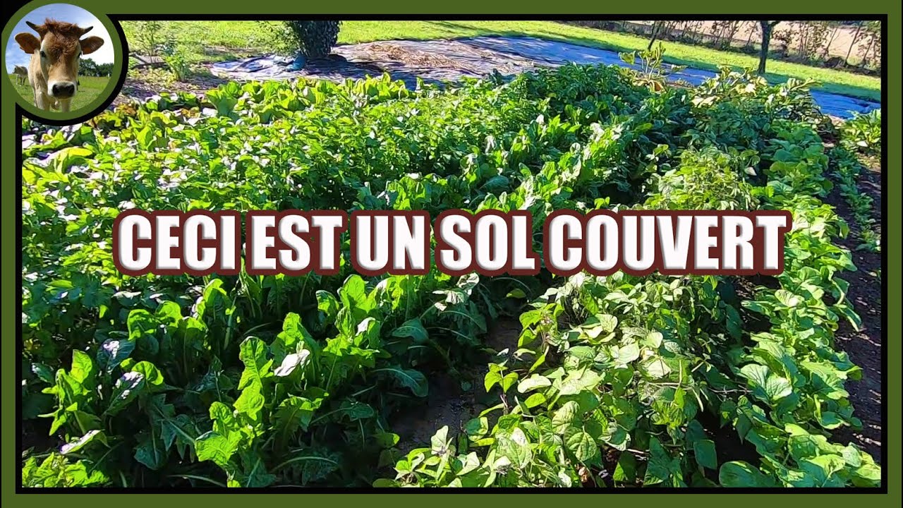 Suivi de culture 19.09.22 Je sème sur sol nu ➡️ Grrr !👿 Mais je cultive des sols couverts ➡️ Ouf !😇