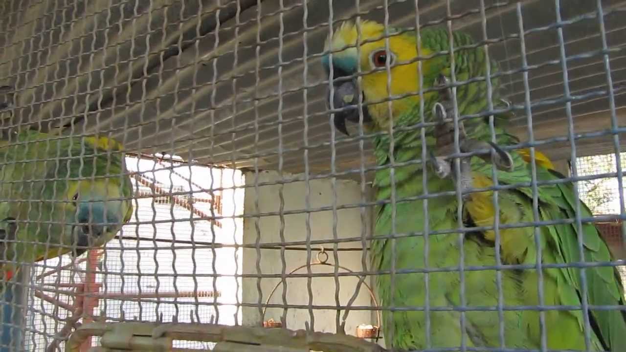 Lorito canta 