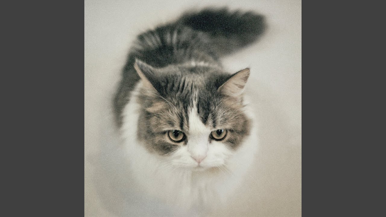 Fuzzy Boy