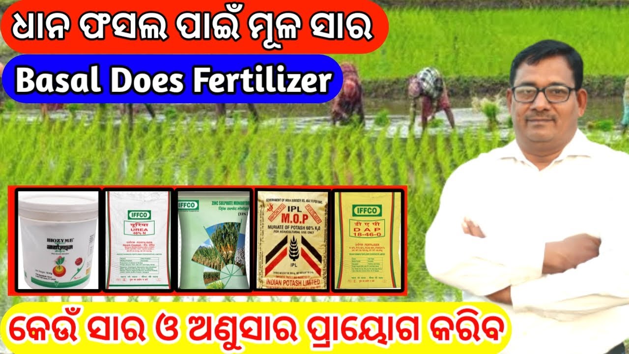 ଧାନ ଫସଲରେ ମୂଳ ସାର କେଉଁ ସାର ଓ ଅଣୁସାର ସାର ପ୍ରୟୋଗ କରିବା