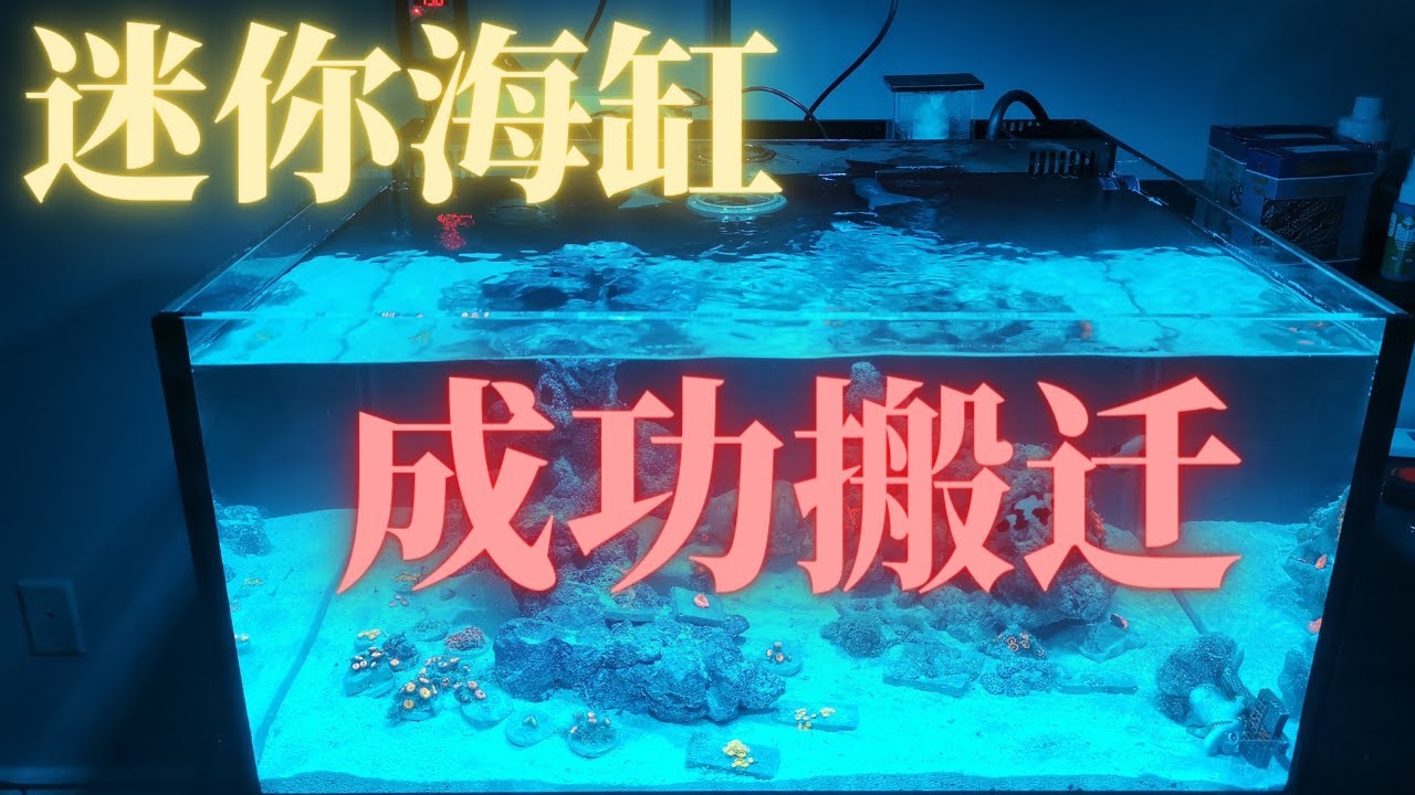 小公寓换豪宅！迷你海缸搬迁【IM 25加仑 Lagoon】#3
