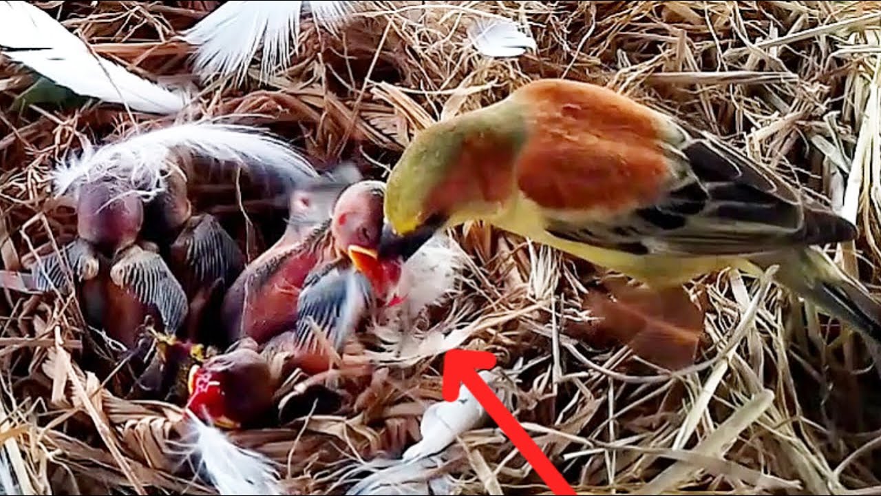 Red-backed house-sparrow birds attack baby black-backed birds