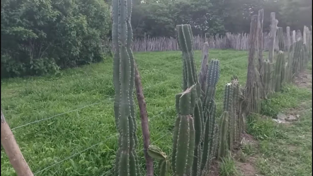 CERCA VIVA PEGOU TUDO VOU PLANTAR MAIS
