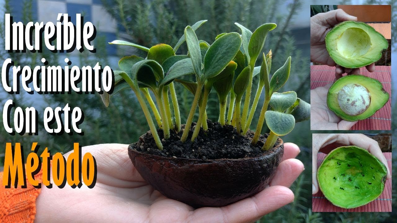 El SEMILLERO Biodegradable que Nutre tus PLANTAS