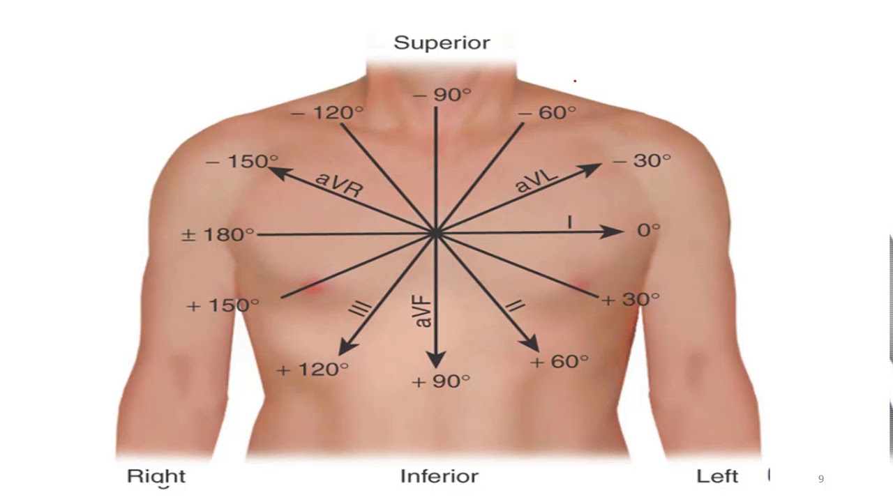TEMEL ELEKTROKARDİYOGRAFİ  1  EKG