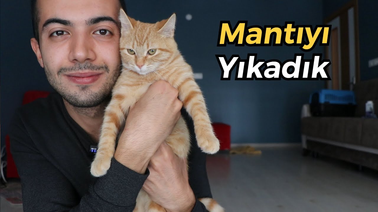 Mantıyı Kuru Şampuanla Yıkadık 😍 (Kış Aylarında Kedi Yıkama)