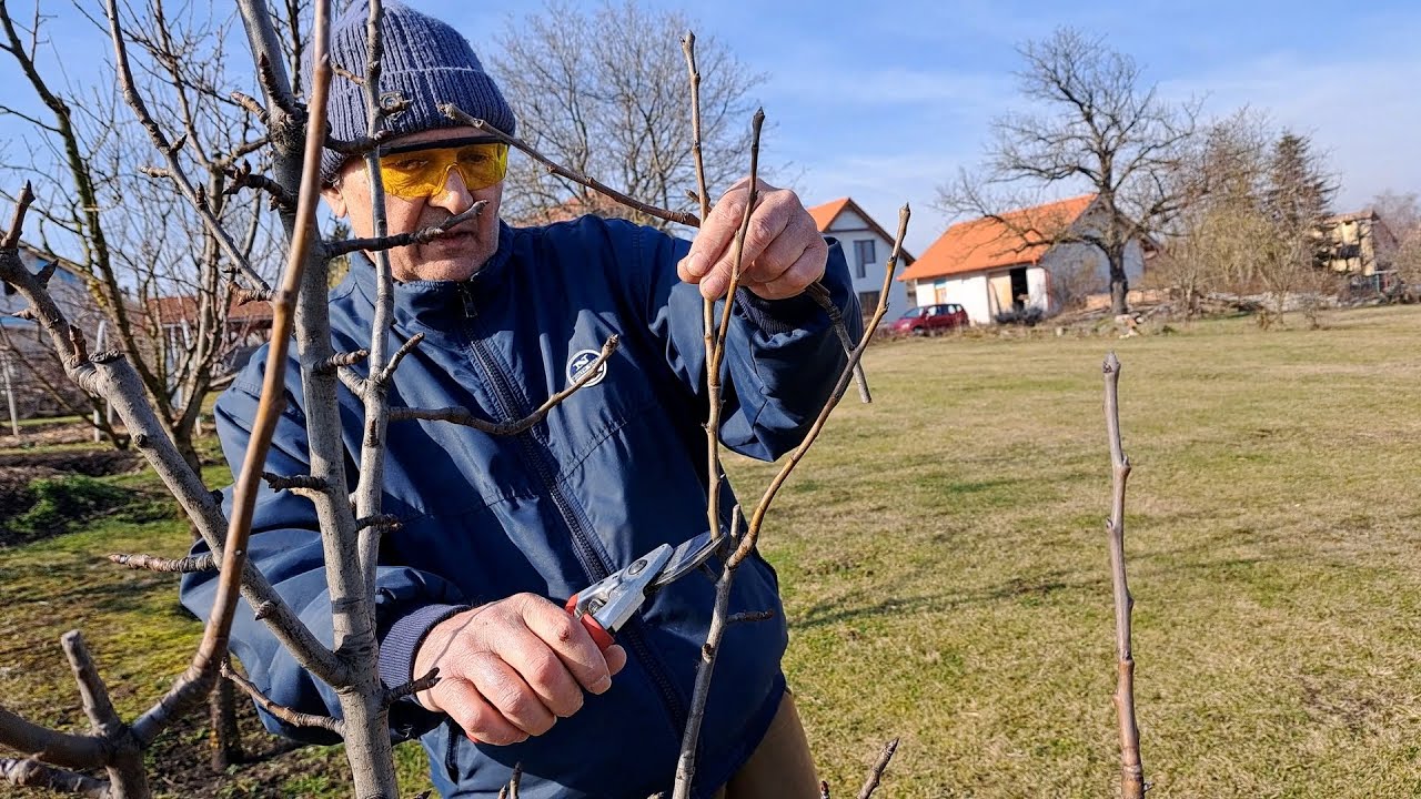 Gyümölcsfáim metszése #1  -  2024.02.17-én