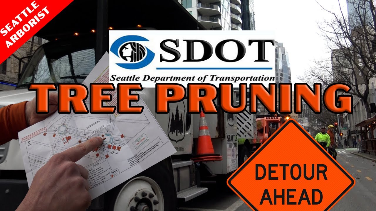 Seattle Arborist: SDOT Tree Pruning