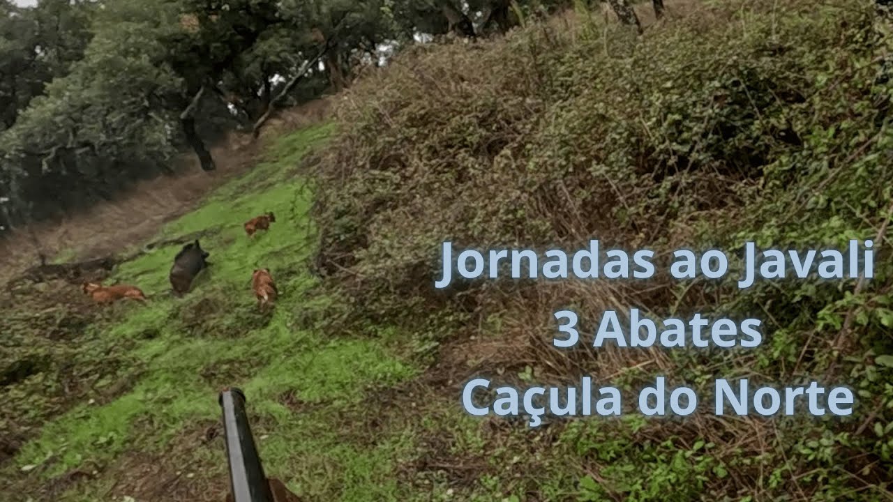 Jornadas ao Javali no Alentejo &Eacute;poca 25/26 | Ca&ccedil;a de Salto | Hunting Wild Boar | Driven Battue 25/26