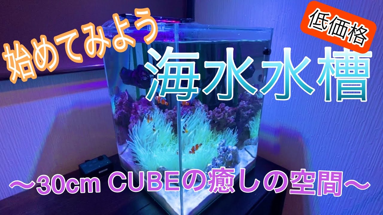 始めてみよう　海水水槽〜30cm CUBE〜