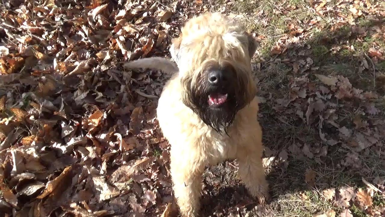 Wheaten Terrier Pup | Say Cheese