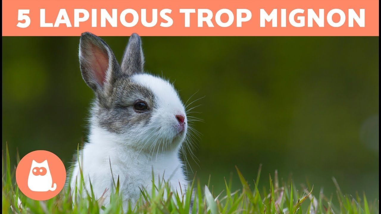 Races de LAPINS les plus communs - TOP 5 !