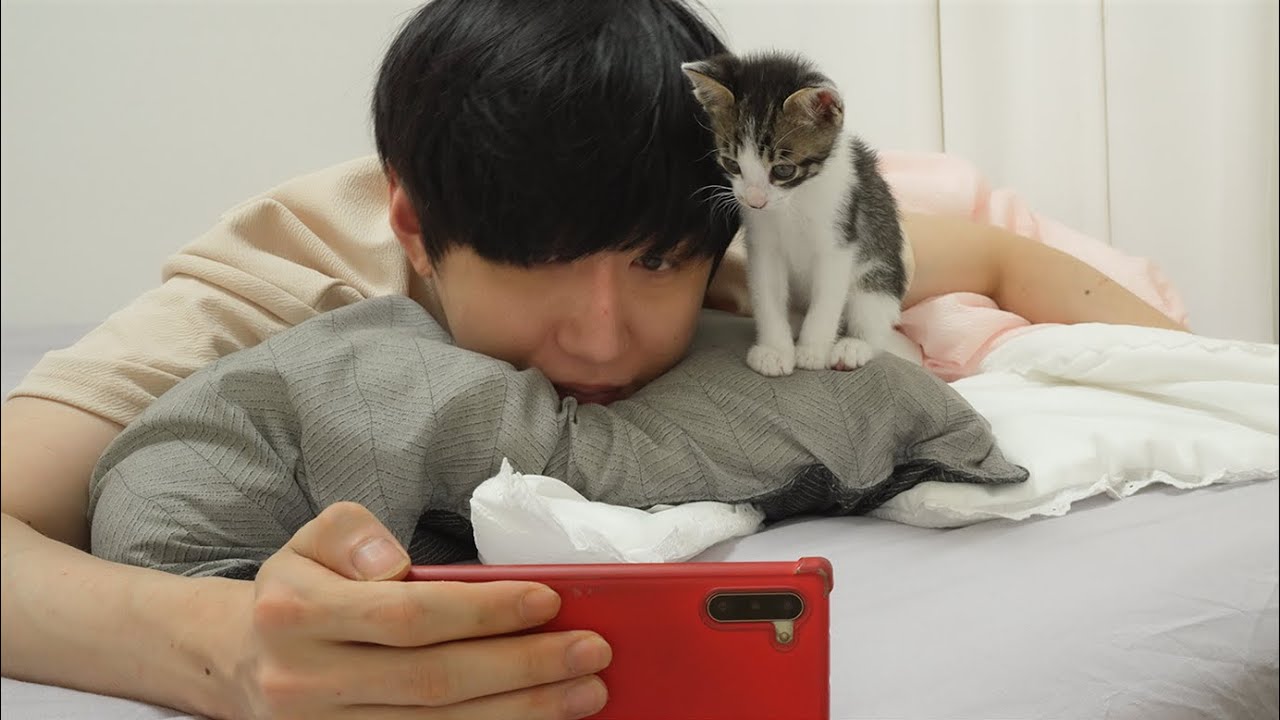 What Happens when You ignore the Baby Kitten and just watch the cell phone 😂