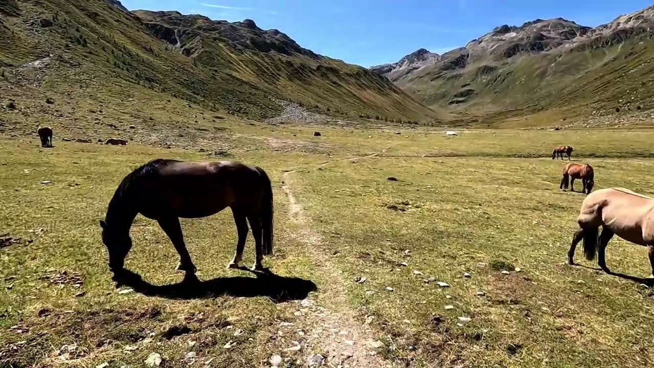 E Mountainbike Tour Kesch 3, Alp Trail