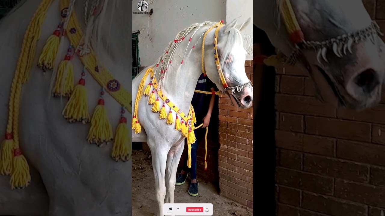 الحصان العربي سلطان بريش
