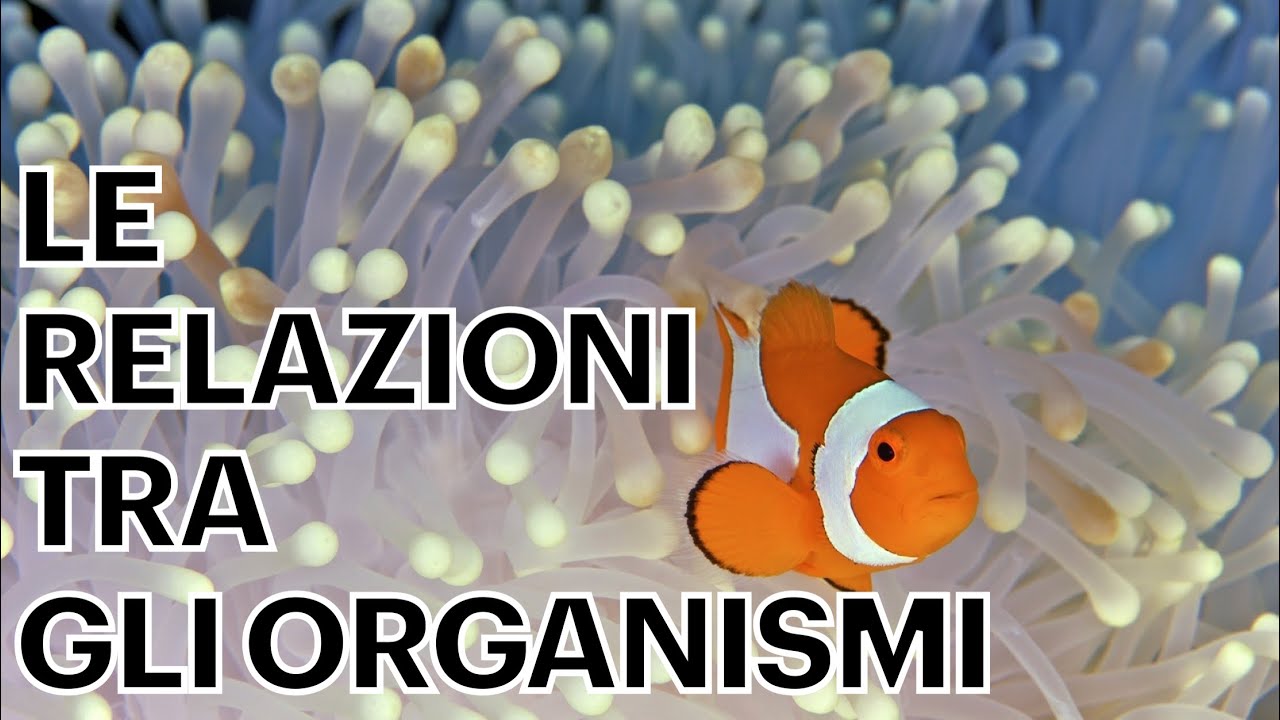 Relazioni tra organismi - predazione, simbiosi, competizione, parassitismo, mimetismo