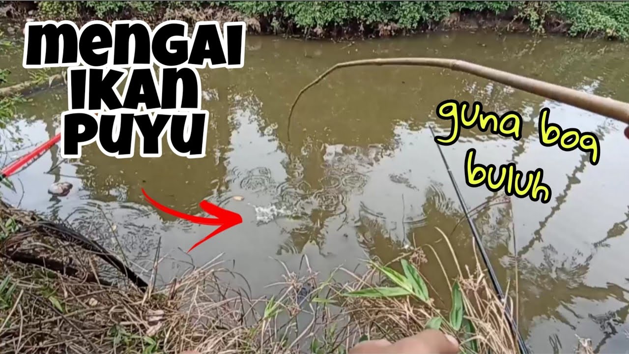 #EP444 Memancing Ikan Puyu di 2 Spot Berlainan