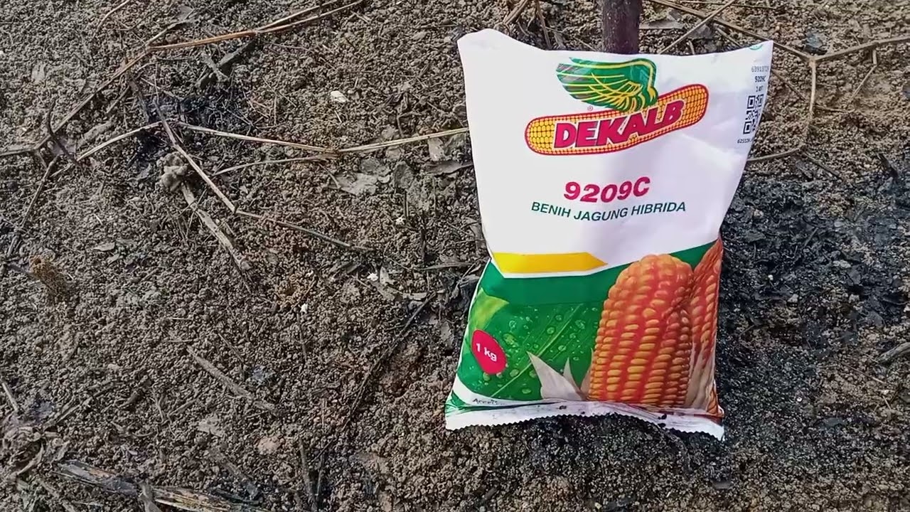Mencoba menanam jagung DK 9209C