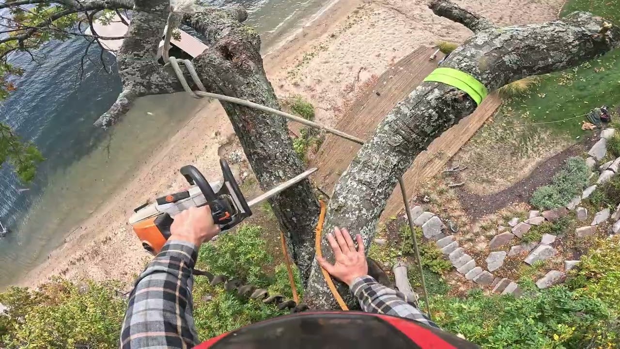 Inside a $10,000,000 Neighborhood: Tree Work You Won’t Believe (Part 1)