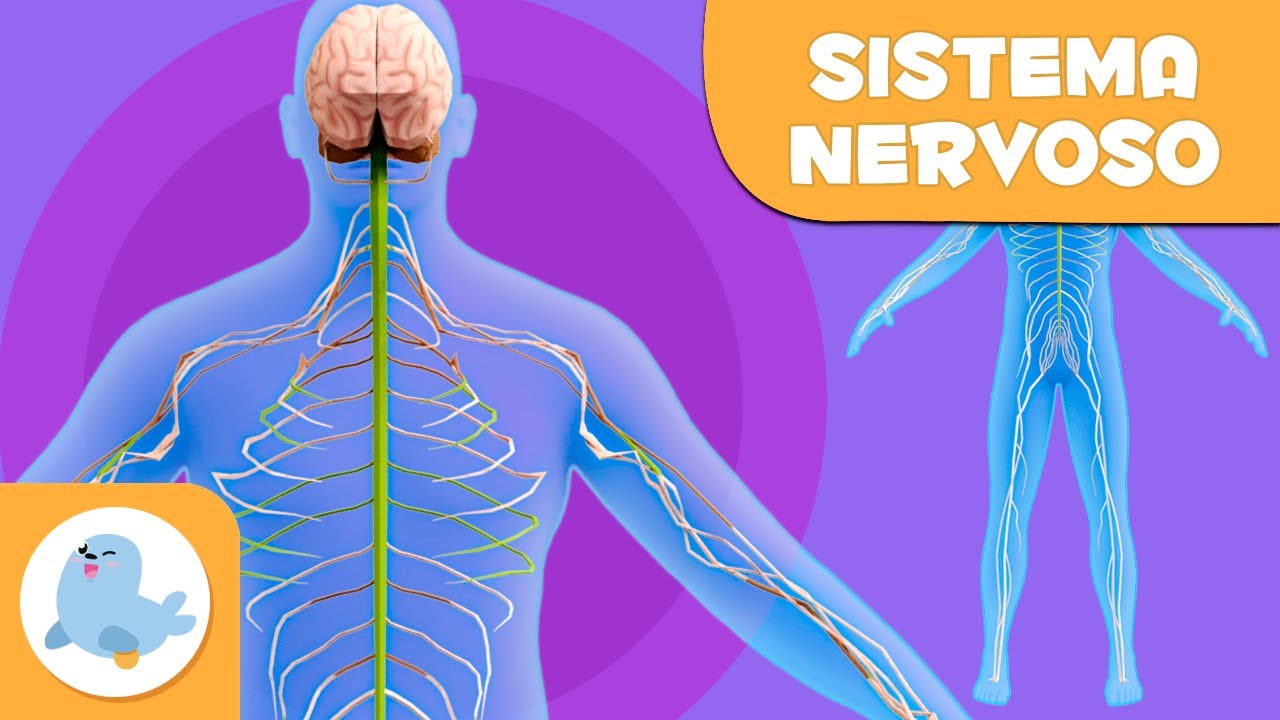 Il sistema nervoso | Il corpo umano per bambini