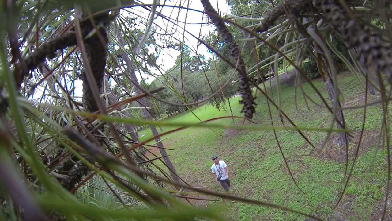((( Discovery Buzzer ))) FPV Quadcopter Stuck in Tree - GoPro Black