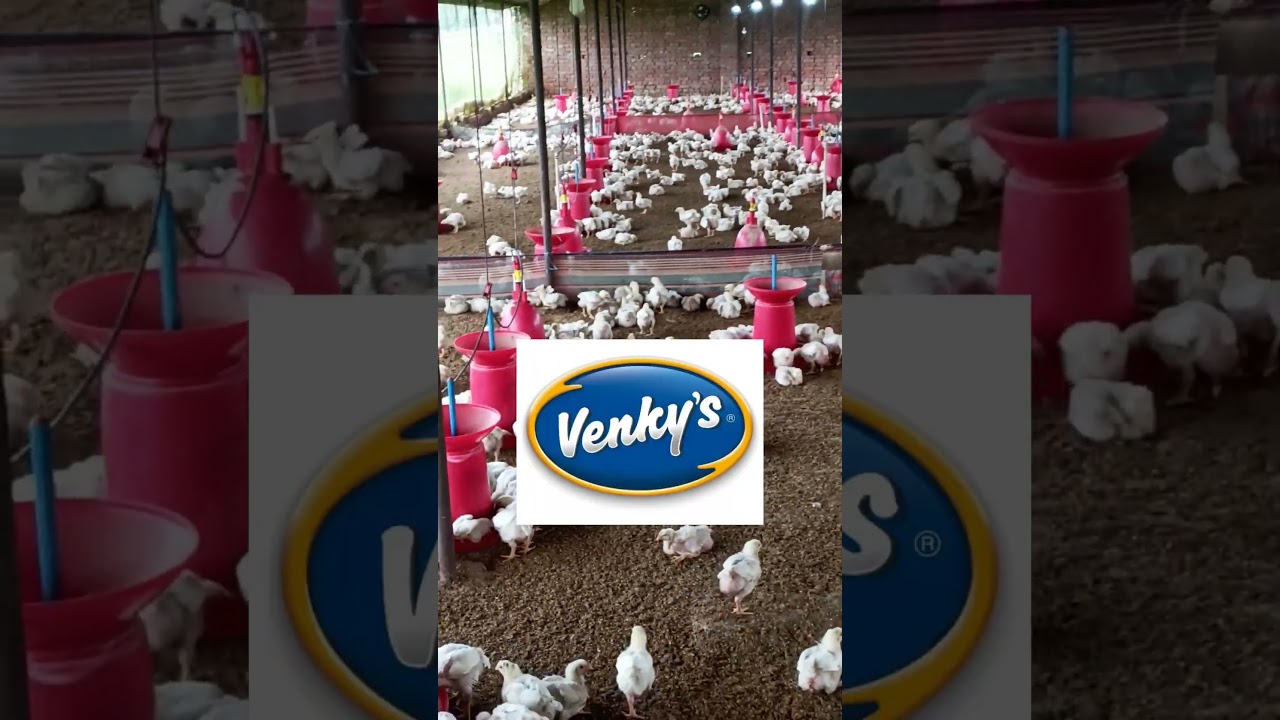 top 5 contract poultry farming company #chicken #poultry