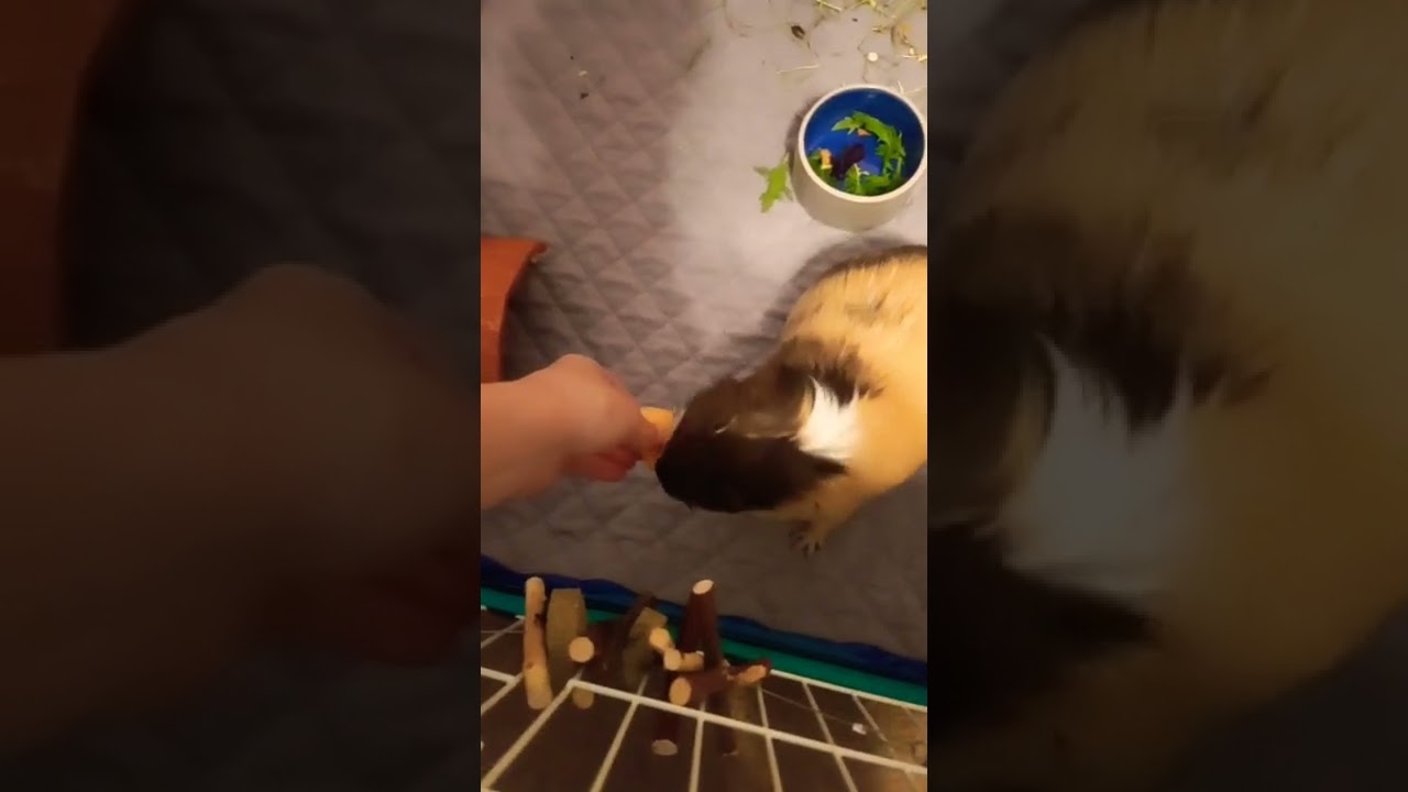 Hungry Chloe #animals #foryou #shorts #cute #challenge