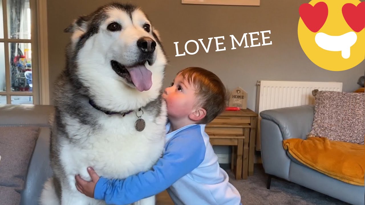 Nothing Makes My Baby Giggle More Than His Huskies!! [PARKER IS BACK!!]
