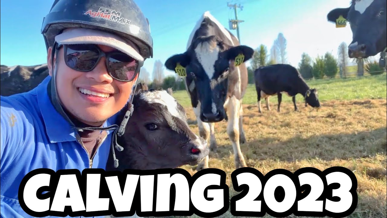 Calving Season 2023 || Dairy Farming in New Zealand by John Paul Cunanan