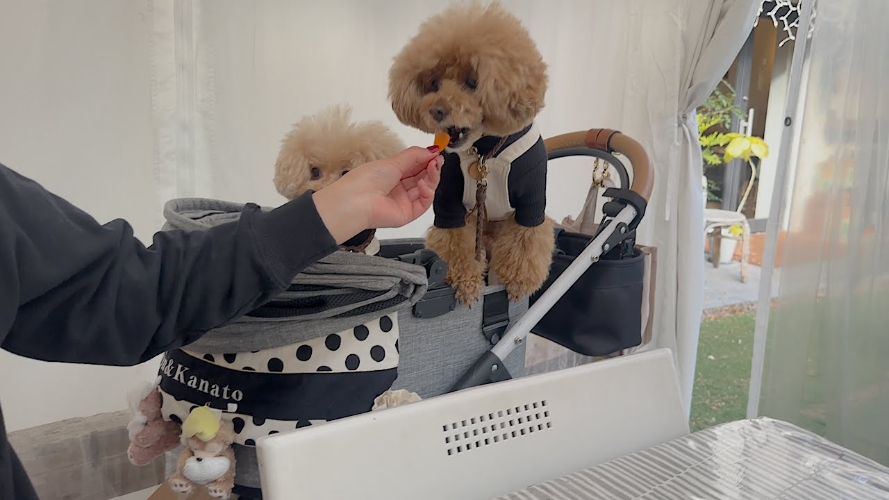 Toy poodles have strong likes and dislikes