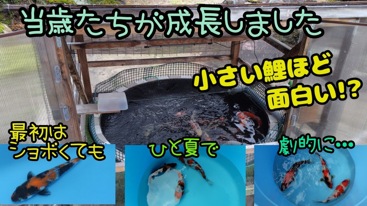 錦鯉飼育 2024.8下旬 当歳たちが急成長！