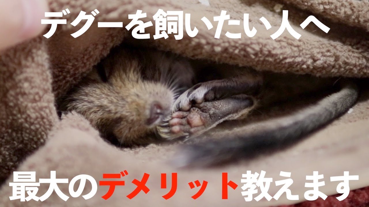 デグー(degu)最大のデメリット！何度も言います！というか言わせて下さい