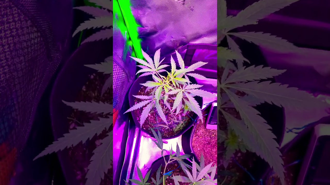 Should I top the gelato 44 ? And LST or let it run ?