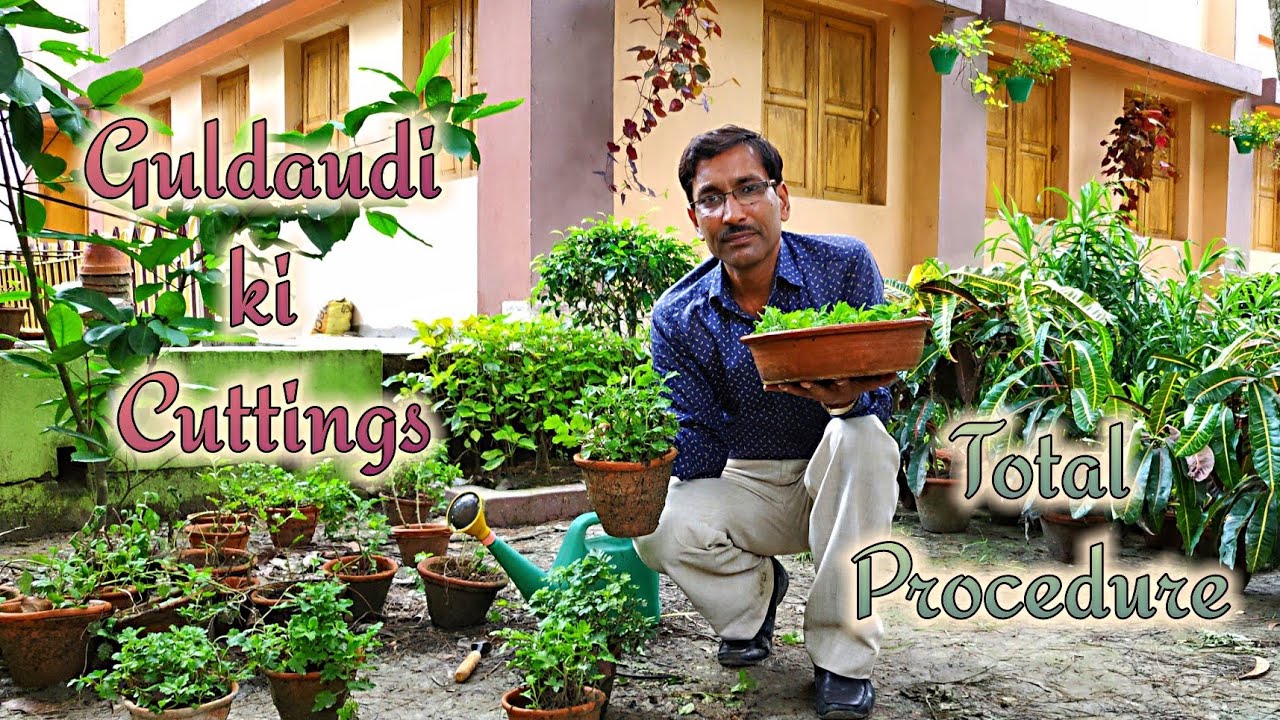 गुलदाउदी की कटिंग कैसे करें ? पूरा तरीका जानिए // Chrysanthemum cuttings full Process