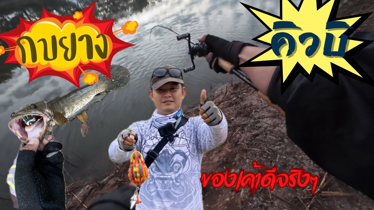 ถล่มปลาช่อนบ่อหมู่บ้าน ด้วยกบยางคิวบิ กัดยับ!! | ปลาช่อนข้างทาง