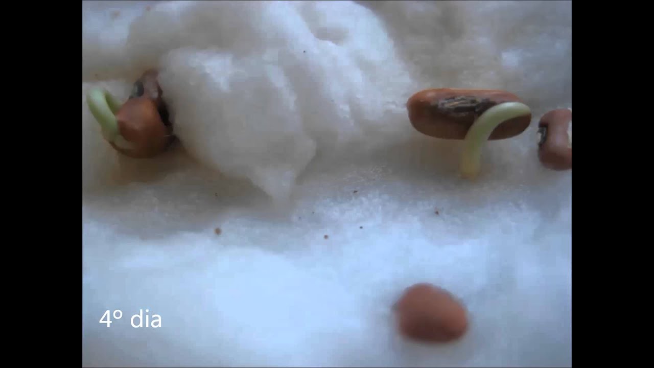Germinação do Feijão