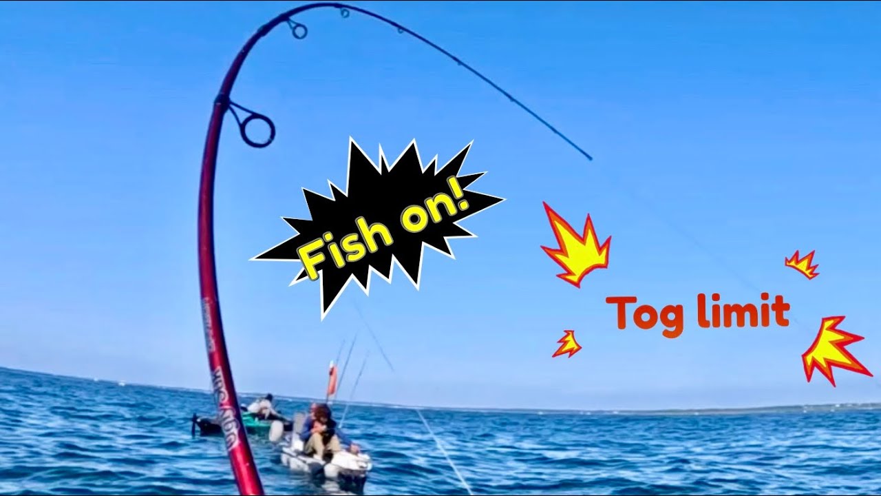 Casual day of bottom fishing(Tog limit reached)
