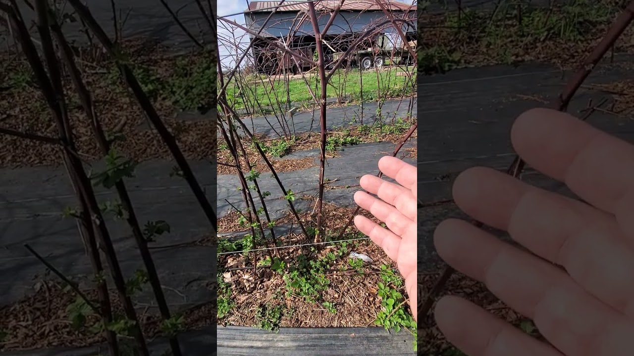 How we grow blackberries, pruning for the best berry