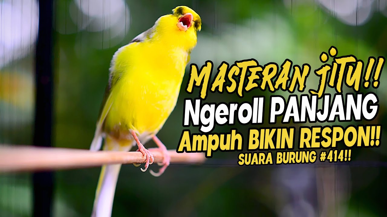 SUARA BURUNG |414| Kenari GACOR PANJANG INI Cocok untuk Masteran KENARI PAUD dan Kenari Macet BUNYI