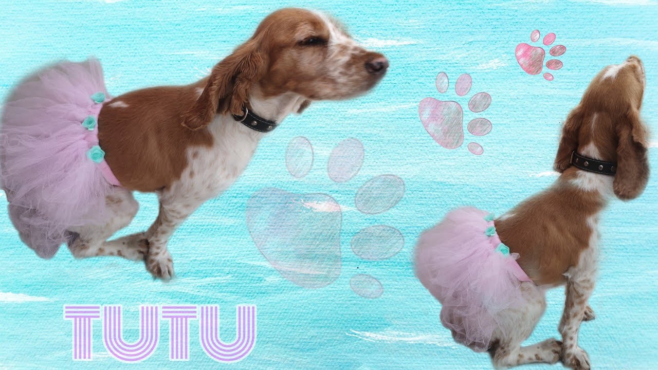TUTU PARA PERRITA SUPER FACIL🐾