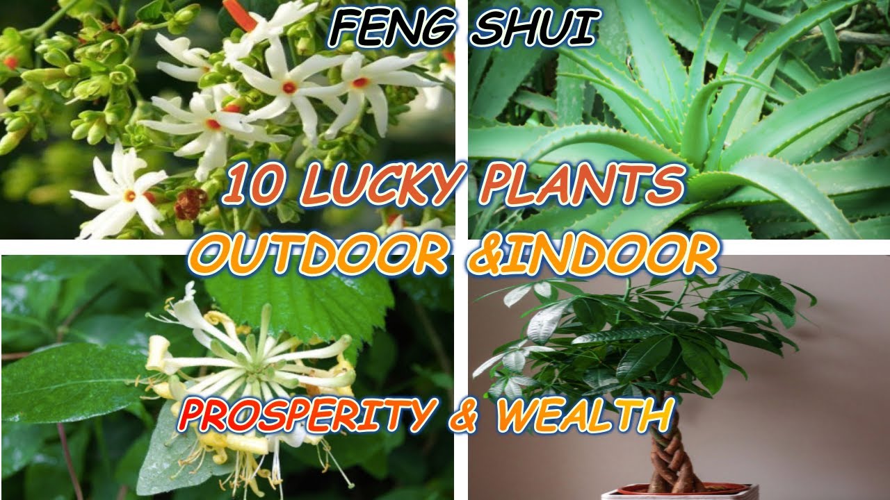 10 LUCKY PLANTS (OUTDOOR & INDOOR ) FENG SHUI | PROSPERITY & WEALTH