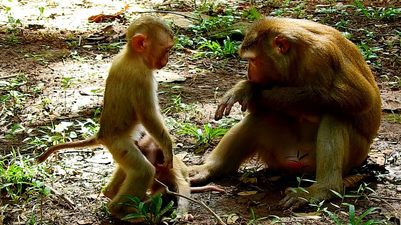 Little monkey feels falling in love on baby monkey just born