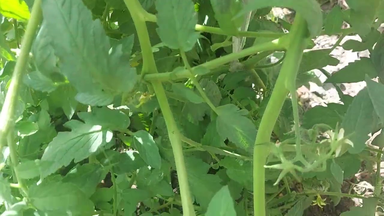 Meu tomateiro põe tantas flores porém não vem os frutos# o que fazer gente?