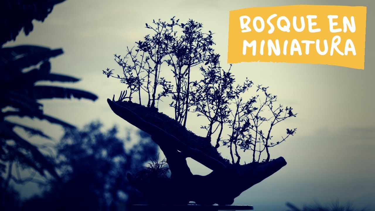 proyecto de Bonsai BOSQUE de GRANADOS desde cero en  maceta muy original