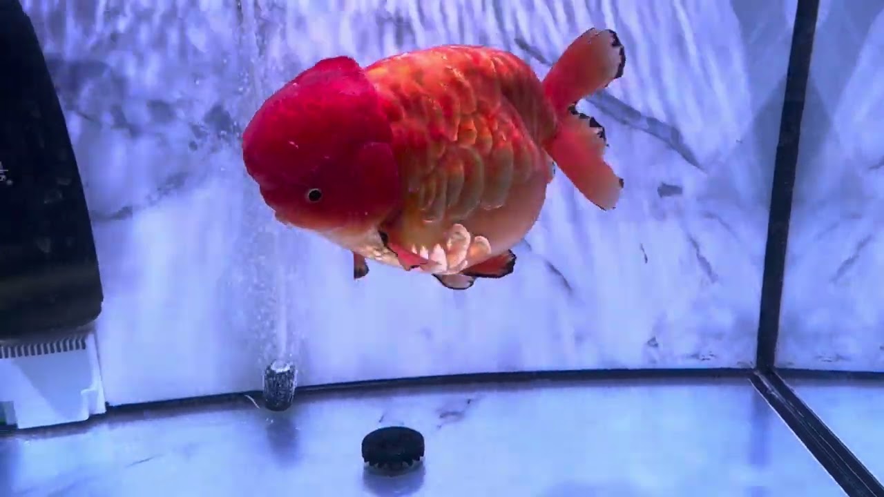 CIPS 2025 goldfish madness part 3 #seasideaquatics 