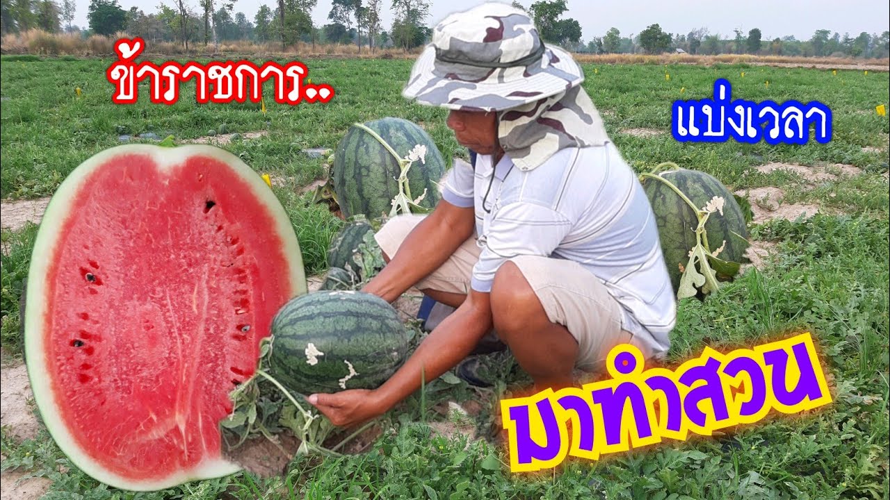 แตงโมกินรี!!ขายดีน่าปลูก