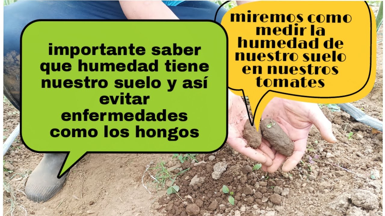 como medir la humedad  del suelo manual del  TOMATE,
